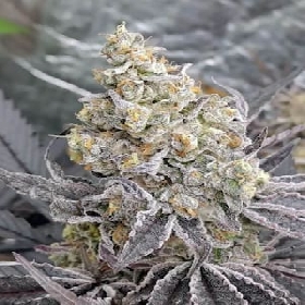 Kush Mints > Tramuntana Seeds